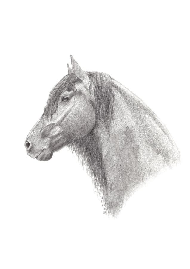 Dessin Au Crayon Blanc De Cheval Frison Sur Le Portrait De