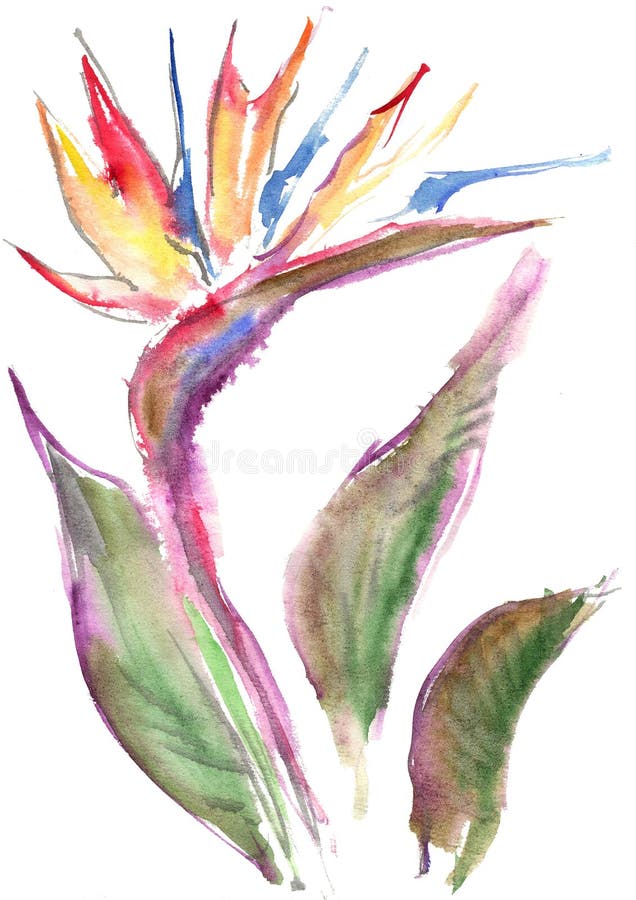 Dessin Daquarelle De Strelitzia Jaune Image Stock