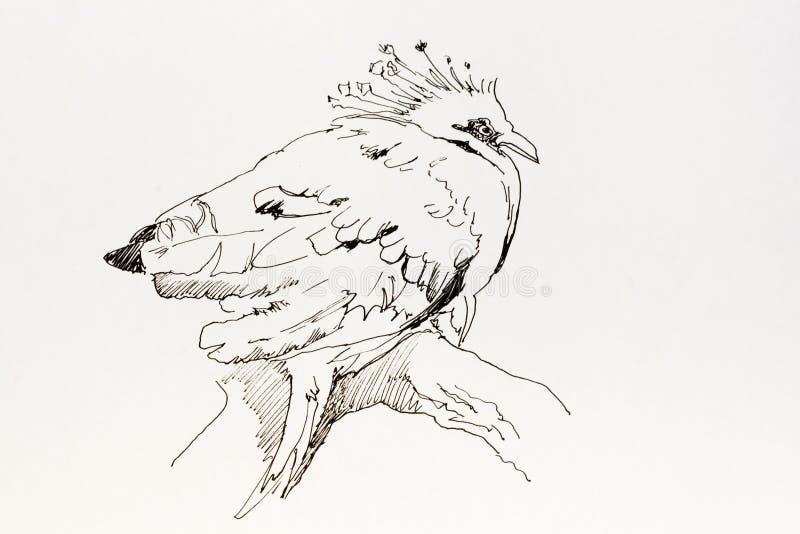 Dessin d'encre de schéma d'oiseau tropical Goura Victoria se reposant dessus illustration stock Dessin d'encre de schéma d'oiseau tropical Goura Victoria se reposant dessus illustration stock