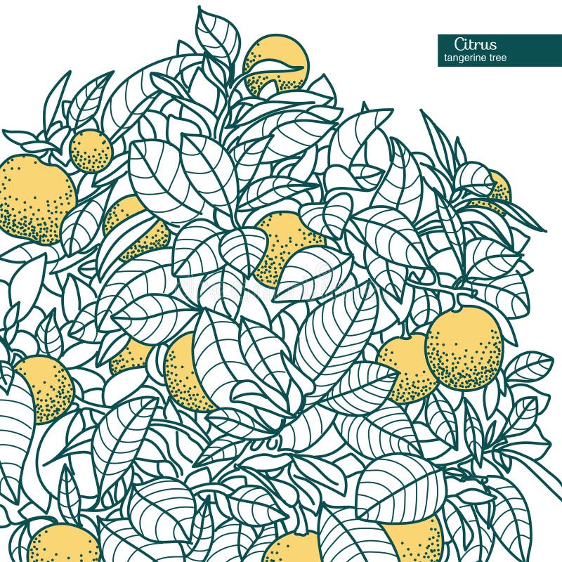 Dessin d'une petite mandarine d'agrume, arbre d'agrume orange illustration de vecteur Dessin d'une petite mandarine d'agrume, arbre d'agrume orange illustration de vecteur