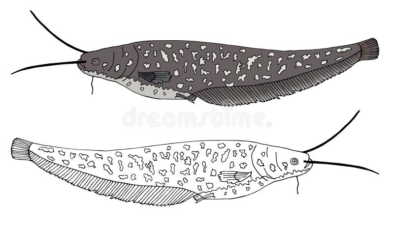 Poisson Chat De Couleur Illustration De Vecteur Illustration Du Science Poisson Chat De Couleur Illustration De Vecteur Illustration Du Science
