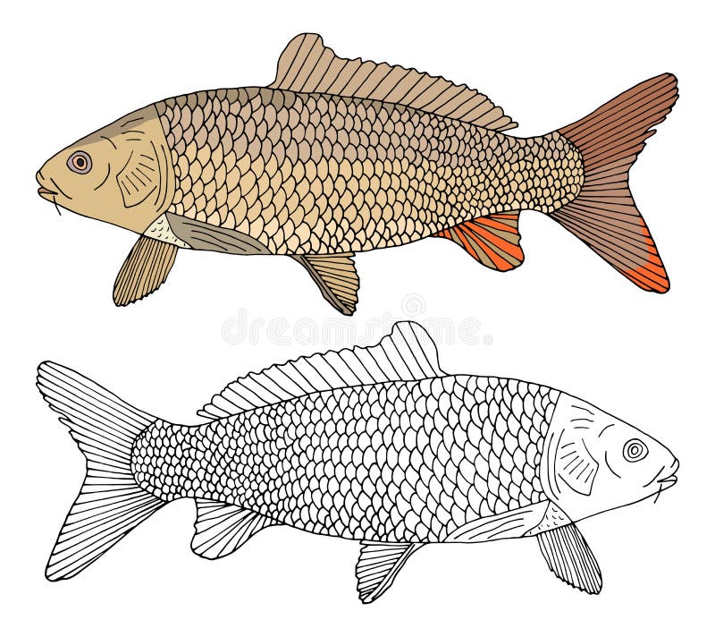 contour blanche tiree par la main de poissons carpe crucian sur le fond noir poisson riviere avec des ouies d echelle illu illustration vecteur du realiste retrait 204599658 coloriages animaux nocturnes