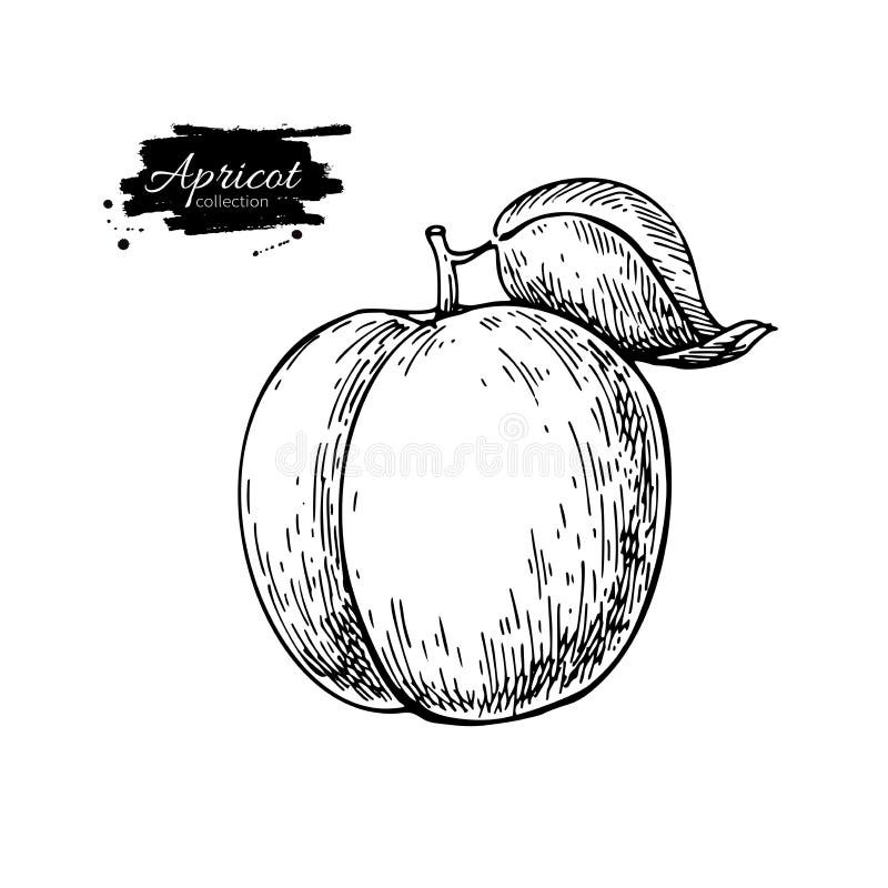 Dessin de vecteur d'abricot Fruit d'isolement tiré par la main Nourriture d'été illustration libre de droits Dessin de vecteur d'abricot Fruit d'isolement tiré par la main Nourriture d'été illustration libre de droits