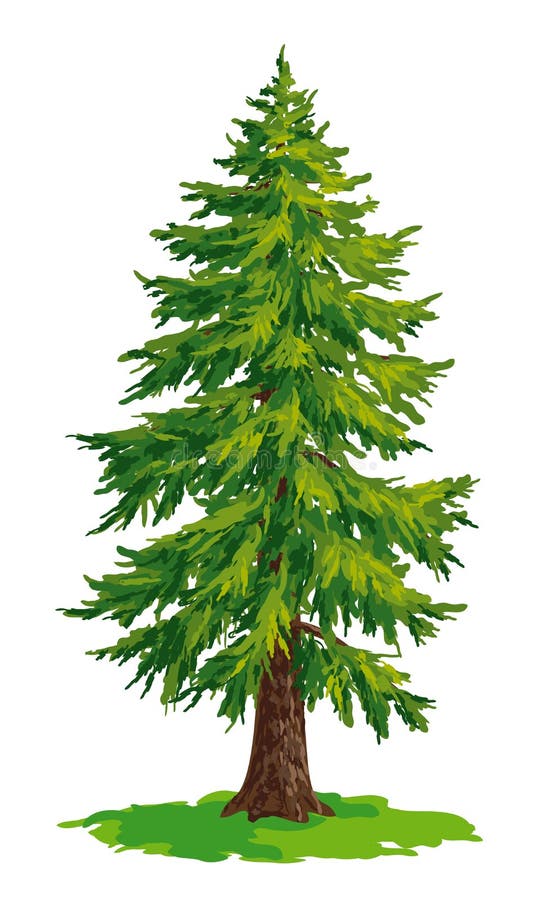 illustration stock dessin de vecteur d arbre de sapin image