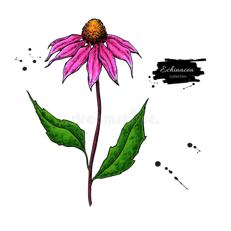 Dessin de vecteur d'Echinacea Fleur et feuilles d'isolement de purpurea Illustration de fines herbes de style artistique