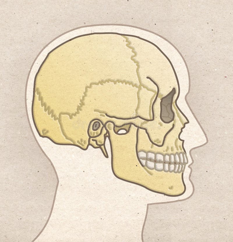 Dessin humain d'anatomie - tête de profil avec le CRÂNE illustration libre de droits Dessin humain d'anatomie - tête de profil avec le CRÂNE illustration libre de droits