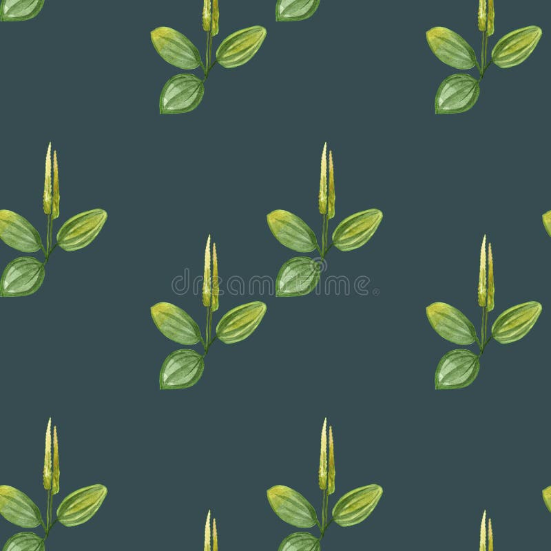Dessin sans couture d'aquarelle de modèle tiré par la main de plantain avec les fleurs jaunes et les feuilles vertes d'isolement illustration de vecteur Dessin sans couture d'aquarelle de modèle tiré par la main de plantain avec les fleurs jaunes et les feuilles vertes d'isolement illustration de vecteur