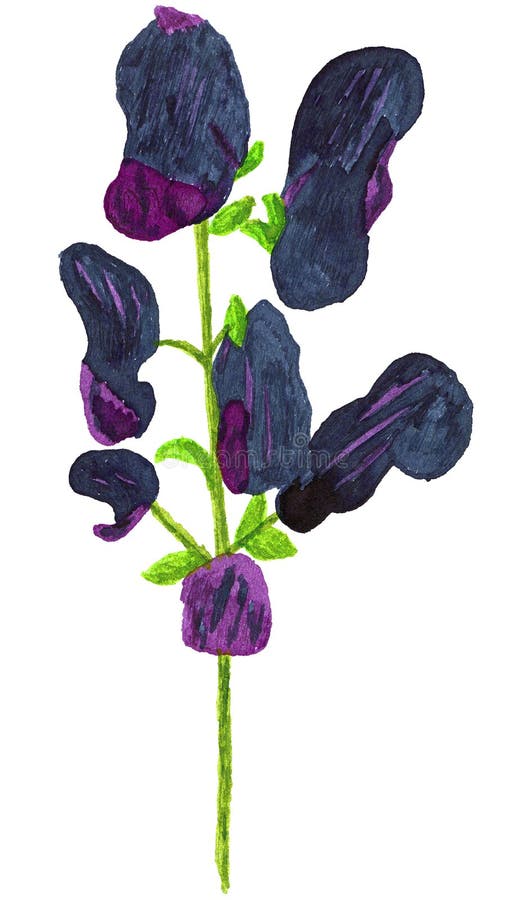 A hand drawn colored ink drawing of an aconite plant. The plant has many other names. The botanical name is Aconitum napellus. A hand drawn colored ink drawing of an aconite plant. The plant has many other names. The botanical name is Aconitum napellus.