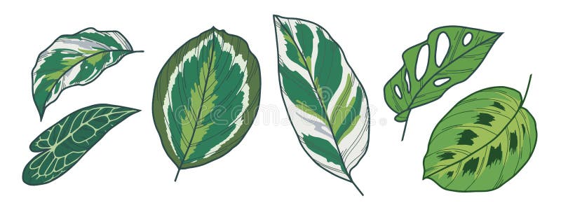 Dessins exotiques de vecteur de feuille de Monstera Adansonii, de médaillon de Calathea, de Medaillon, de fusion blanche, de Poth illustration libre de droits Dessins exotiques de vecteur de feuille de Monstera Adansonii, de médaillon de Calathea, de Medaillon, de fusion blanche, de Poth illustration libre de droits
