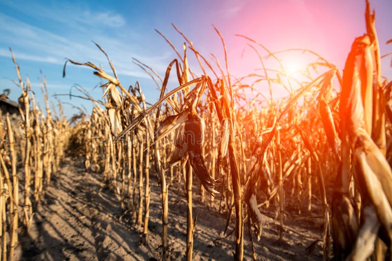 Destroyed corn field stock image. Image of broken, disaster 120746067