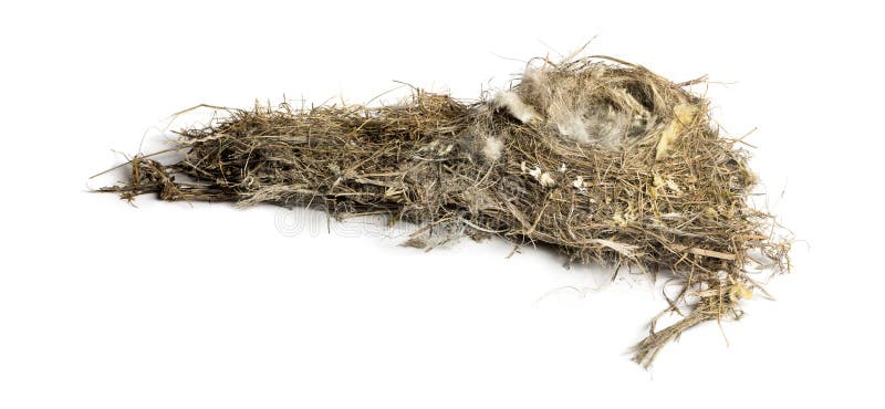 Destroyed dry bird nest, isolated