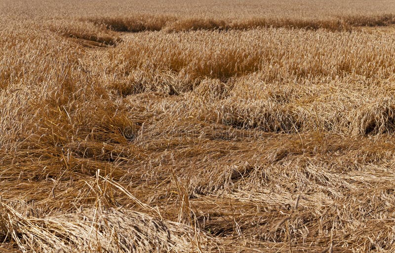 Destroyed wheat