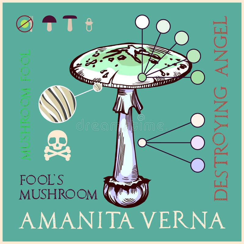 destroying angel mushroom images and clipart