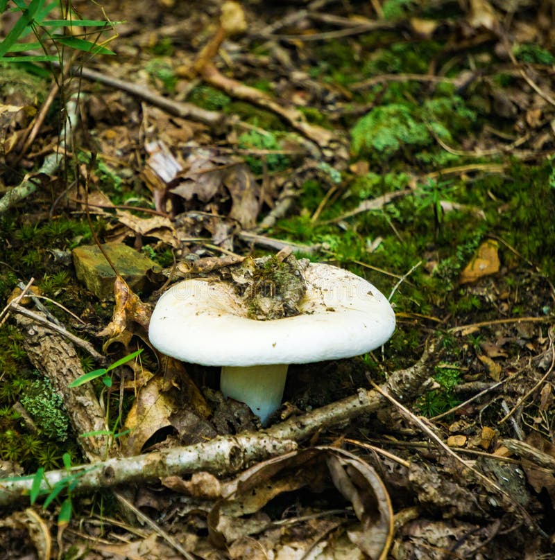 destroying angel mushroom images and clipart