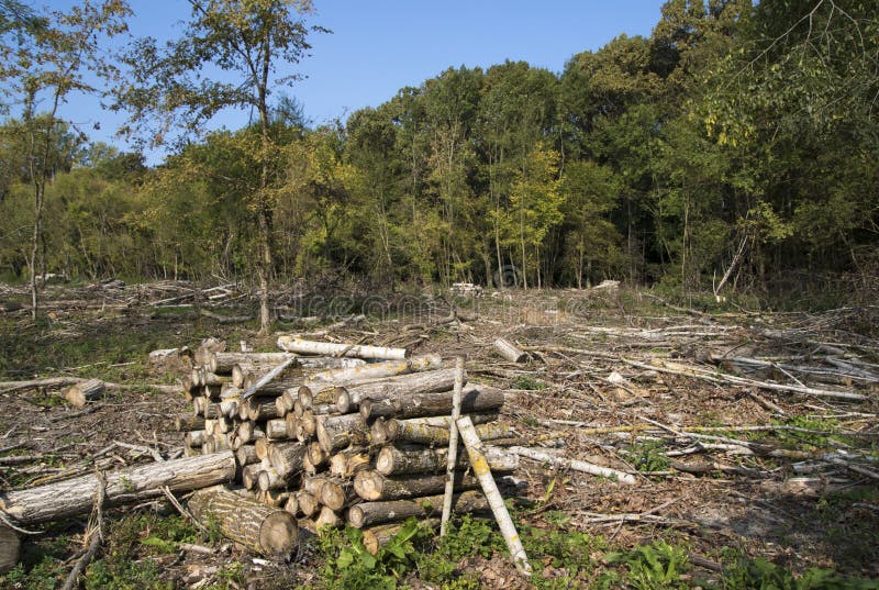 Destrucción del daño medioambiental de la tala de árboles del bosque foto de archivo libre de regalías Destrucción del daño medioambiental de la tala de árboles del bosque foto de archivo libre de regalías