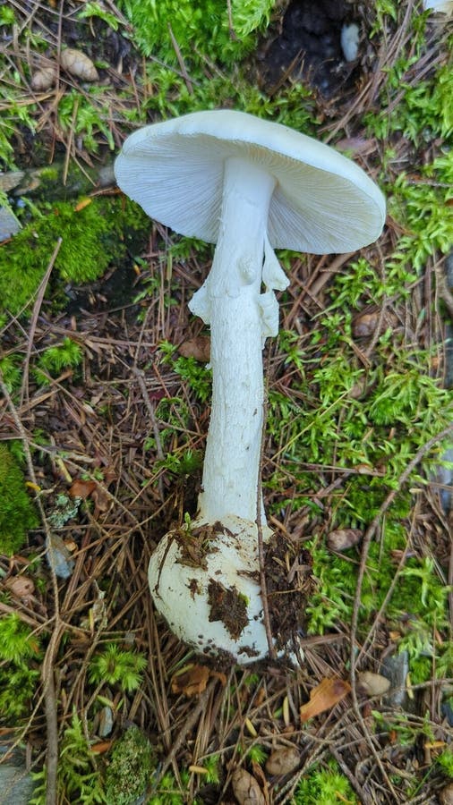 Destruction angel amanita champignon image libre de droits