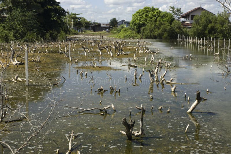 Destruction of mangrove stock photo. Image of devastated 16894786