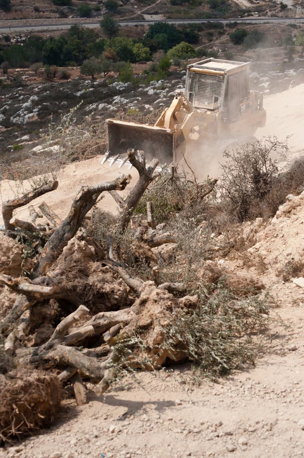 Destruction of Palestinian Olive Groves