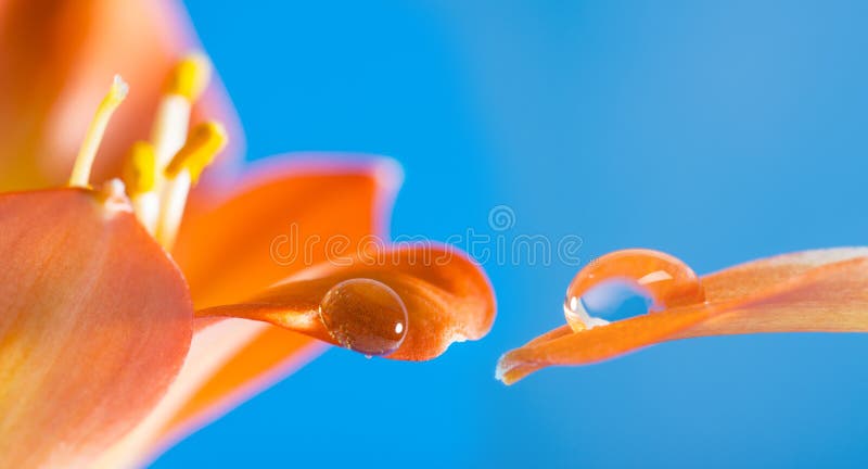 Deszcz krople - makro- fotografia obrazy stock Deszcz krople - makro- fotografia obrazy stock