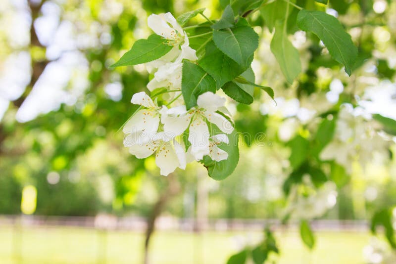 Det blommande våräppleträdet parkerar arkivbilder Det blommande våräppleträdet parkerar arkivbilder