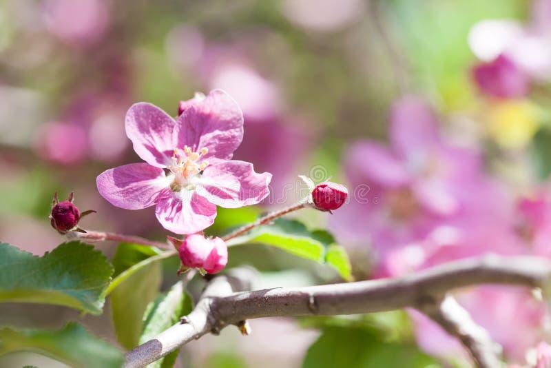 Det blommande äppleträdet blommar makrosikt Vårträdgårdlandskapet, rosa kronblad förgrena sig, den mjuka fokusen royaltyfria bilder Det blommande äppleträdet blommar makrosikt Vårträdgårdlandskapet, rosa kronblad förgrena sig, den mjuka fokusen royaltyfria bilder