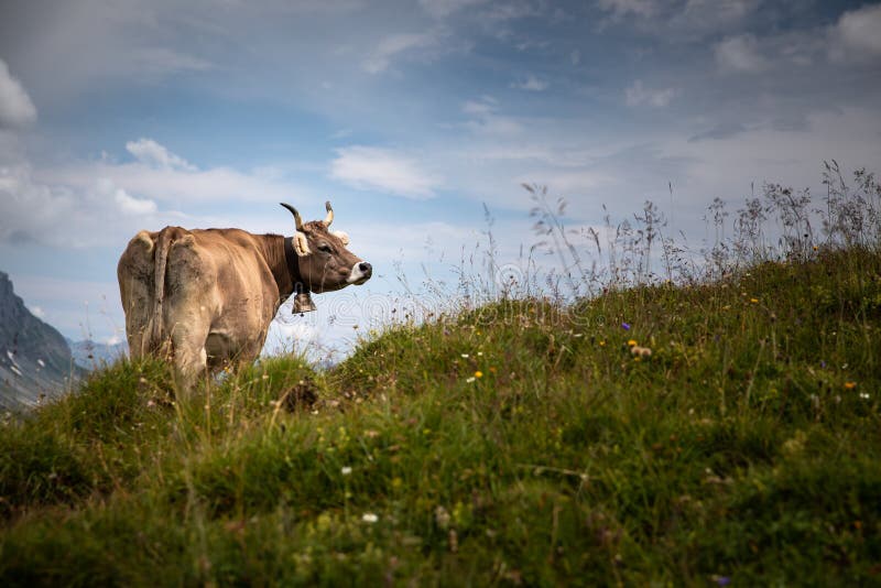 Det bruna berget skrämmer att beta på ett alpint betar fotografering för bildbyråer Det bruna berget skrämmer att beta på ett alpint betar fotografering för bildbyråer