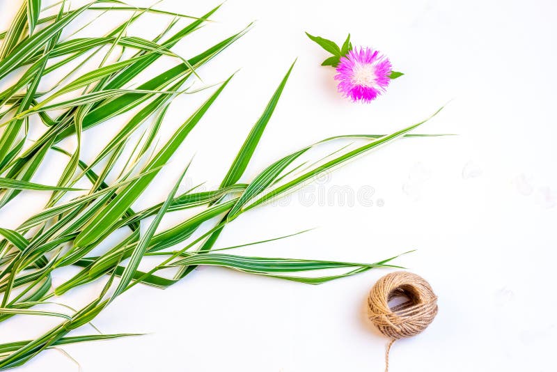 Det dekorativa gräsblommablåklint och repet tvinnar på vit bakgrund med kopieringsutrymme, bästa sikt royaltyfri bild Det dekorativa gräsblommablåklint och repet tvinnar på vit bakgrund med kopieringsutrymme, bästa sikt royaltyfri bild