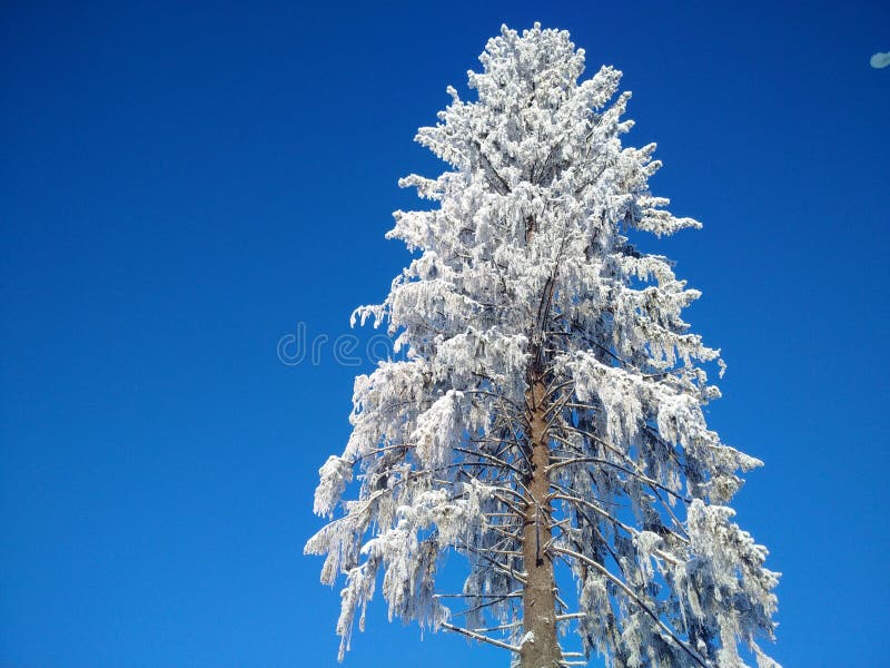 Det enormt sörjer med insnöat skogen fotografering för bildbyråer Det enormt sörjer med insnöat skogen fotografering för bildbyråer