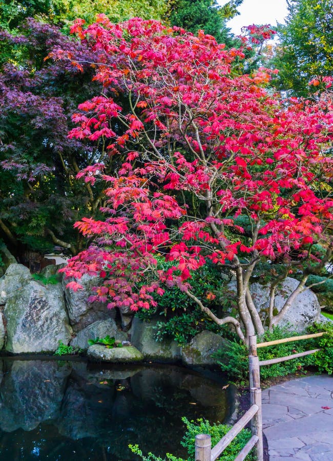 Det fantastiska härliga trädet för japansk lönn med röda sidor i ett vattenlandskaplandskap med vaggar fridsam bakgrund för hösts arkivfoto Det fantastiska härliga trädet för japansk lönn med röda sidor i ett vattenlandskaplandskap med vaggar fridsam bakgrund för hösts arkivfoto