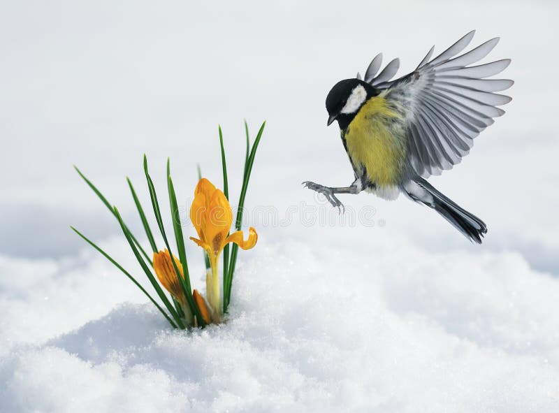 Det festliga vårkortet med en mes flyger för att gulna snödroppeframställning royaltyfri bild Det festliga vårkortet med en mes flyger för att gulna snödroppeframställning royaltyfri bild