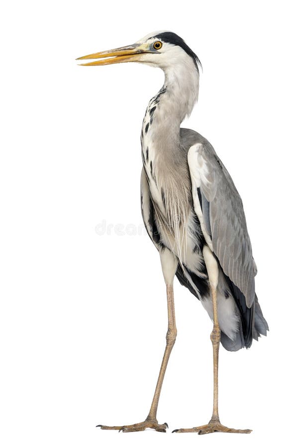 Det Grey Heron anseendet, näbb öppnade, den Cinerea ardeaen, 5 gamla år fotografering för bildbyråer