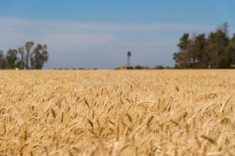 Det guld- vetet under solen i fältkolonierna royaltyfri foto Det guld- vetet under solen i fältkolonierna royaltyfri foto