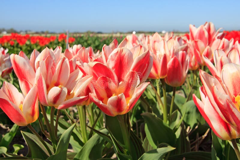 det härliga holländska fältet blommar tulpan royaltyfria foton det härliga holländska fältet blommar tulpan royaltyfria foton