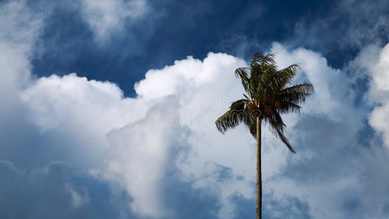 Det högväxta vaxet gömma i handflatan i den Cocora dalen, Colombia royaltyfria bilder Det högväxta vaxet gömma i handflatan i den Cocora dalen, Colombia royaltyfria bilder