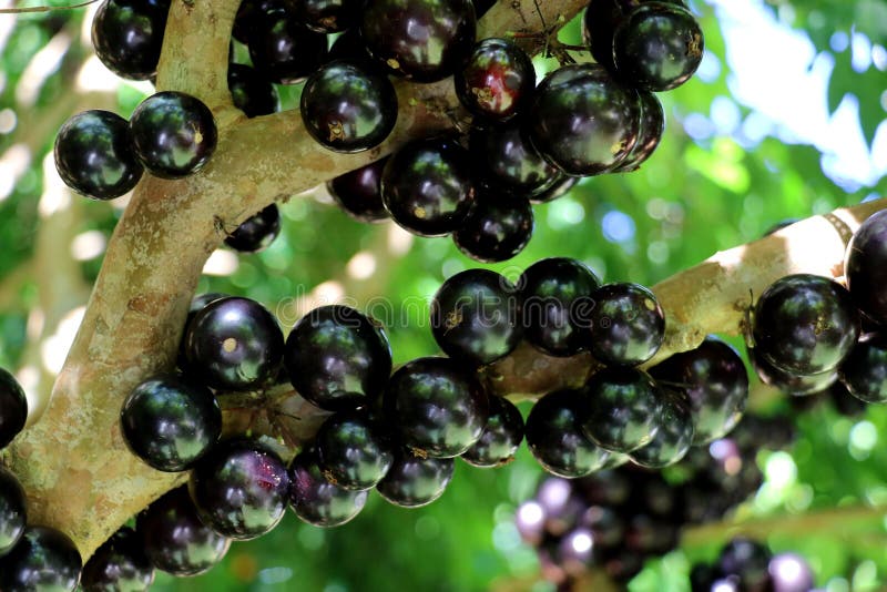 Det Jabuticaba eller Jaboticaba trädet av purpurfärgad-svart bär frukt mycket arkivfoto Det Jabuticaba eller Jaboticaba trädet av purpurfärgad-svart bär frukt mycket arkivfoto