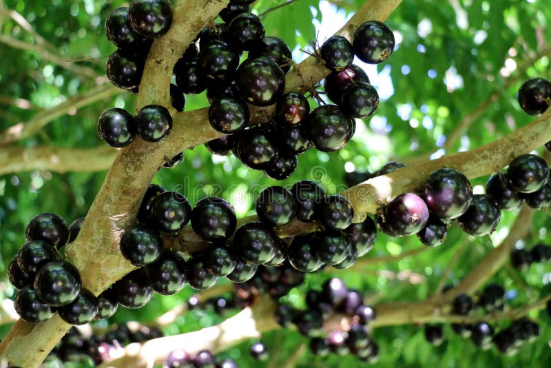 Det Jabuticaba eller Jaboticaba trädet av purpurfärgad-svart bär frukt mycket royaltyfri fotografi Det Jabuticaba eller Jaboticaba trädet av purpurfärgad-svart bär frukt mycket royaltyfri fotografi