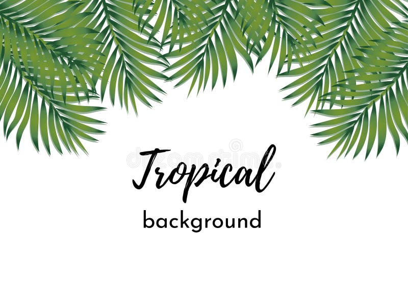 Det kan vara nödvändigt för kapacitet av designarbete Mall med isolerade exotiska tropiska palmblad för ramgräsplan vektor illustrationer Det kan vara nödvändigt för kapacitet av designarbete Mall med isolerade exotiska tropiska palmblad för ramgräsplan vektor illustrationer
