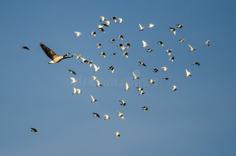 Det Kanada gåsflyget förbi en flock av vaggar duvor i en blå himmel arkivbilder Det Kanada gåsflyget förbi en flock av vaggar duvor i en blå himmel arkivbilder
