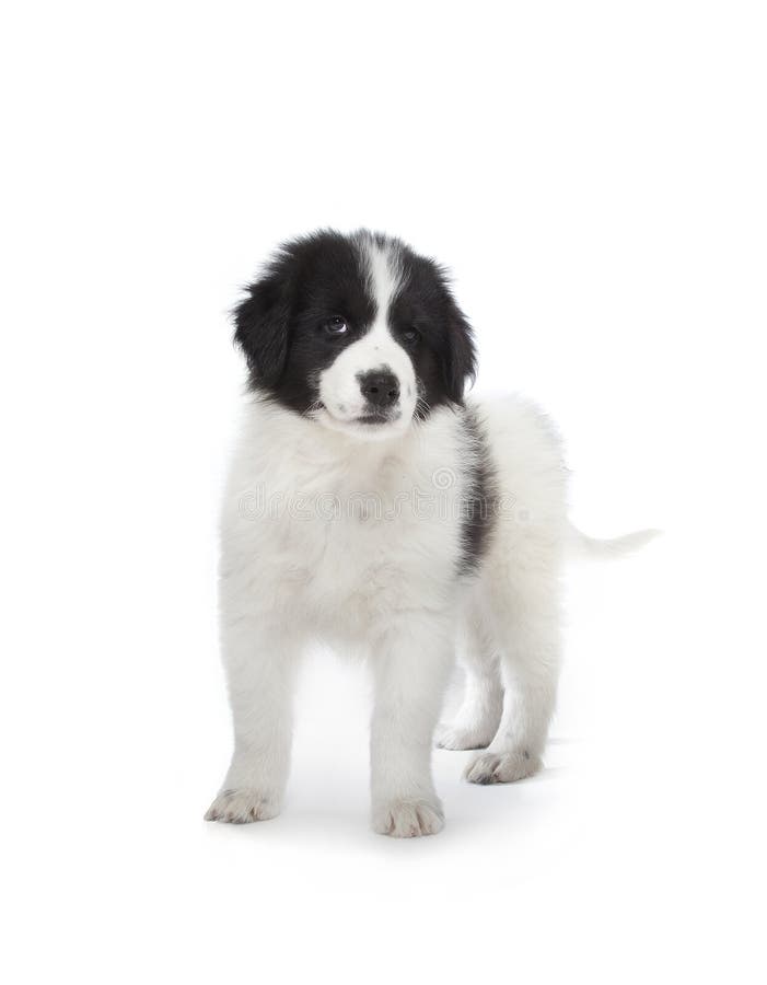 Tornjak hund arkivfoto. Bild av anhydrous, hund, framdel 71121844