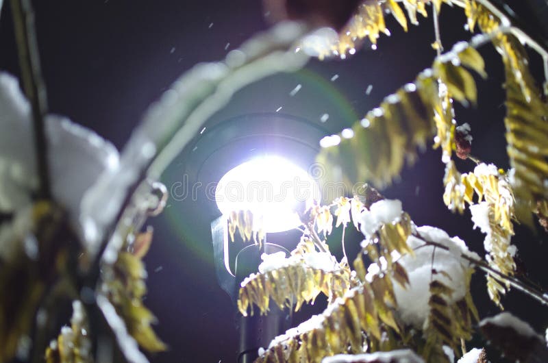 Det ljusa ljuset under snöträden royaltyfri foto Det ljusa ljuset under snöträden royaltyfri foto