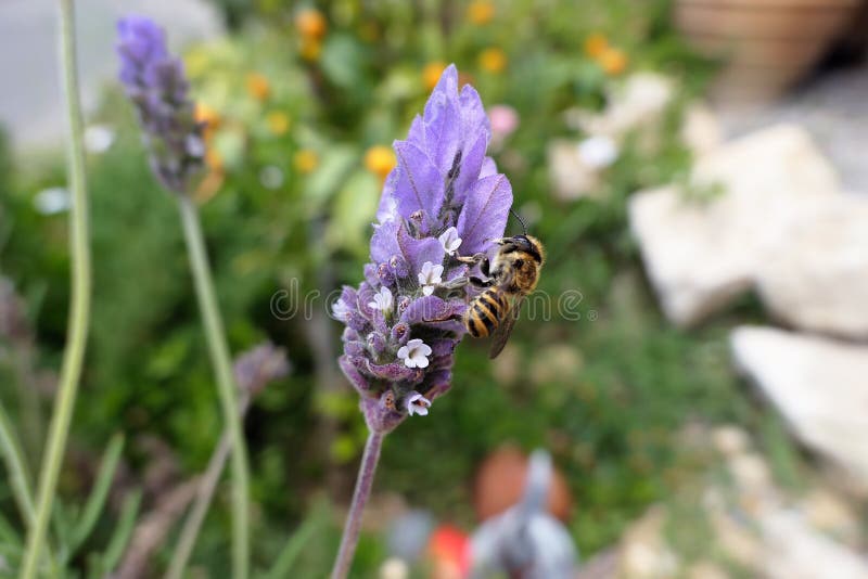 Det lösa ensliga biet som söker efter pollen, och nektar på spanjor laven royaltyfri bild Det lösa ensliga biet som söker efter pollen, och nektar på spanjor laven royaltyfri bild