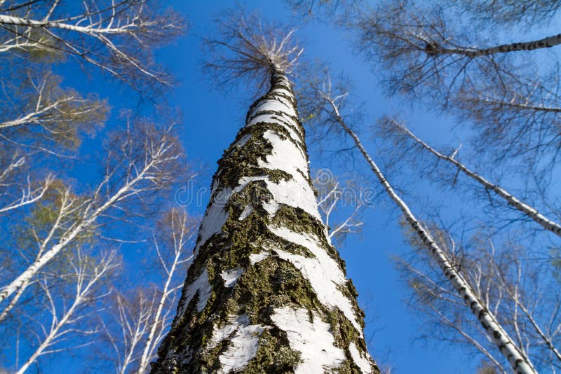 Det naturliga landskapet - sikta upp stambjörknärbilden med ung lövverk royaltyfria foton Det naturliga landskapet - sikta upp stambjörknärbilden med ung lövverk royaltyfria foton