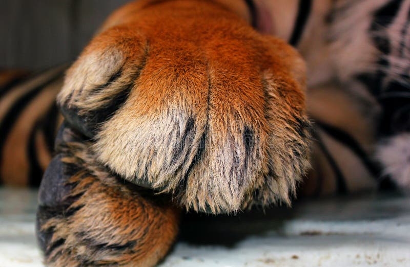 Det nära skottet av tigern tafsar att ligga ner royaltyfri bild