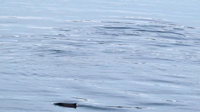 Det Puget ljudet med ytbehandlar krusningar från delfinfröskidan