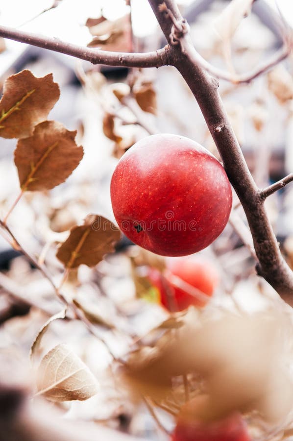 Det röda Fuji äpplet på trädslut sköt upp fotografering för bildbyråer Det röda Fuji äpplet på trädslut sköt upp fotografering för bildbyråer