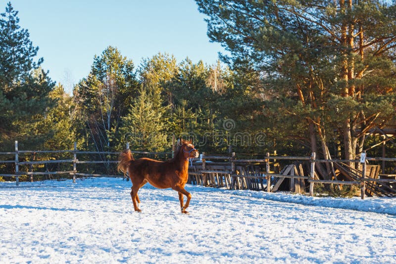 Det röda fölet kör galopp längs ståta-mald Solig vinterdag arkivfoton Det röda fölet kör galopp längs ståta-mald Solig vinterdag arkivfoton