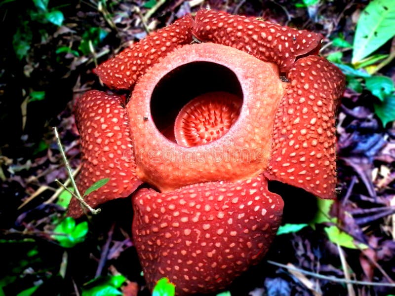 Det rött av den Raflesia blomman arkivbilder Det rött av den Raflesia blomman arkivbilder