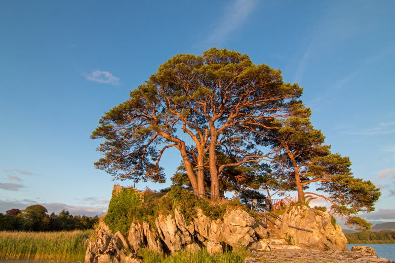 Det solbelysta trädet på McCarthy Mor-slott fördärvar på loughen Leane på cirkeln av Kerry på Killarney Irland