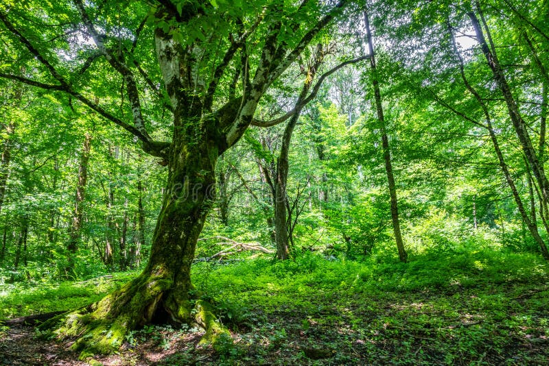 Det stora trädet Carpinus Betulus som, gemensamt är bekanta som den europeiska eller gemensamma avenboken arkivfoto Det stora trädet Carpinus Betulus som, gemensamt är bekanta som den europeiska eller gemensamma avenboken arkivfoto
