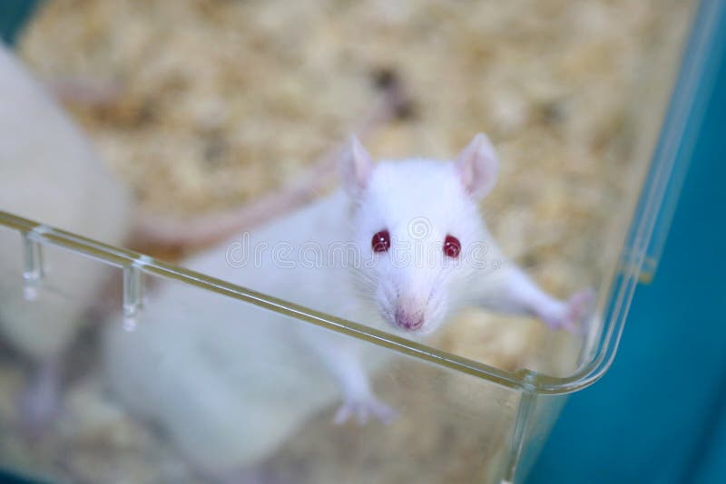 Det vita laboratoriumet (för albino) tjaller arkivfoto Det vita laboratoriumet (för albino) tjaller arkivfoto